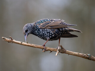 Star (Sturnus vulgaris)
