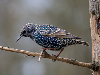 Star (Sturnus vulgaris)