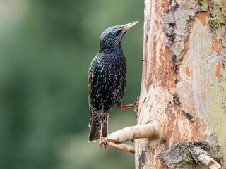 Star (Sturnus vulgaris)
