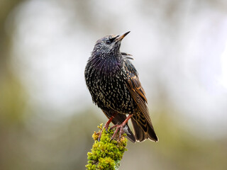 Star (Sturnus vulgaris)