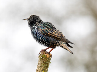 Star (Sturnus vulgaris)