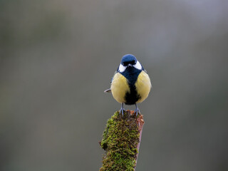 Kohlmeise (Parus major)