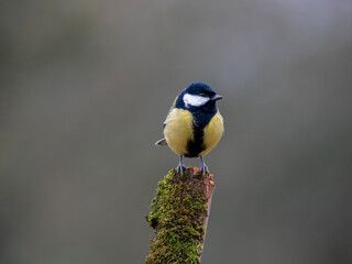 Kohlmeise (Parus major)