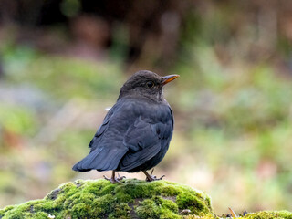 Star (Sturnus vulgaris)