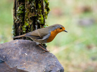 Rotkehlchen (Erithacus rubecula)