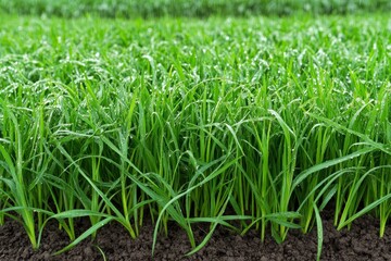 Fresh Green Grass Blades with Dew Drops in a Lush Garden Setting, Perfect for Depicting Nature, Agriculture, and Outdoor Beauty