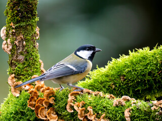 Kohlmeise (Parus major)