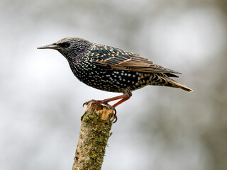 Star (Sturnus vulgaris)