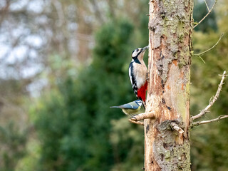 Buntspecht und Blaumeise
