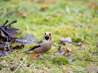 Kernbeißer (Coccothraustes coccothraustes)
