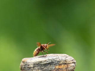 Hornisse (Vespa crabro) Königin
