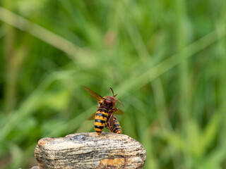Hornisse (Vespa crabro) Königin