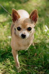 dog with disability stands on green lawn, a pet without front paw. amputation of limbs, rehabilitation of pets, and the care of a dog.