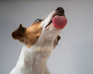 Jack Russell Terrier dog licking transparent glass on white background. 