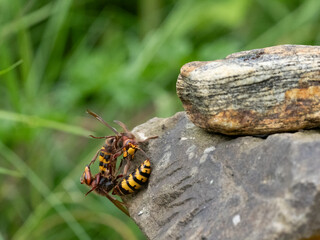 Hornisse (Vespa crabro) Königin