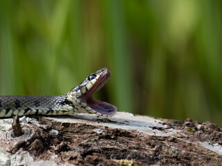 Barrenringelnatter (Natrix helvetica)