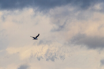 Telephoto of a kelp gull - Larus dominicanus- flying in front of glacial Antarctic mountains. Antarctic peninsula near near cuverville island.