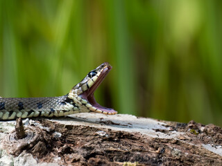 Barrenringelnatter (Natrix helvetica)