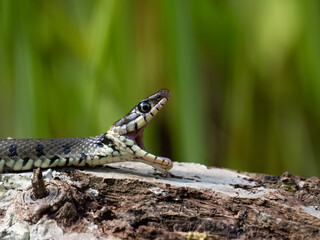 Barrenringelnatter (Natrix helvetica)