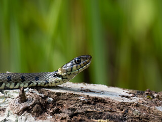 Barrenringelnatter (Natrix helvetica)