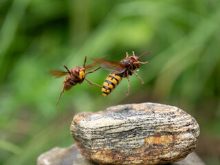 Hornisse (Vespa crabro) Königin