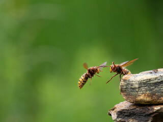 Hornisse (Vespa crabro) Königin