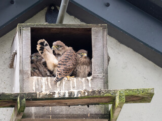 Turmfalke (Falco tinnunculus)