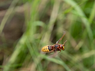 Hornisse (Vespa crabro) Königin