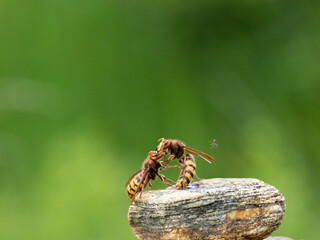 Hornisse (Vespa crabro) Königin