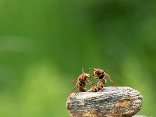 Hornisse (Vespa crabro) Königin