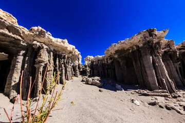 A rocky, barren landscape with a lone plant growing in the middle