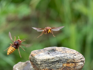 Hornisse (Vespa crabro) Königin