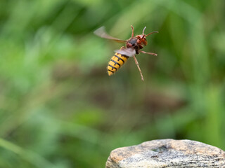 Hornisse (Vespa crabro) Königin