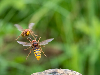 Hornisse (Vespa crabro) Königin