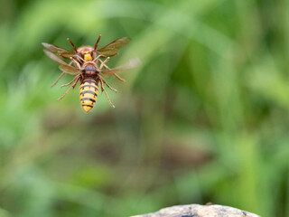 Hornisse (Vespa crabro) Königin