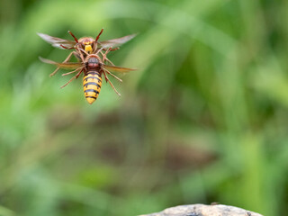 Hornisse (Vespa crabro) Königin