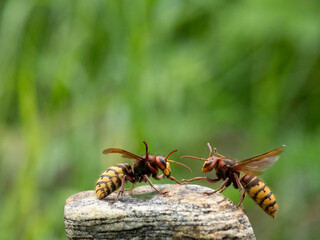 Hornisse (Vespa crabro) Königin