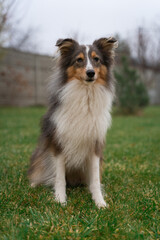 Cute brown red dog sheltie in the garden. Fluffy shetland sheepdog on green grass