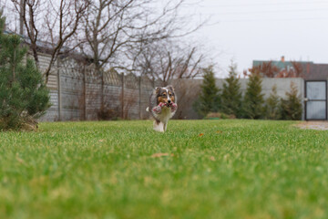 Cute brown red dog sheltie in the garden. Fluffy shetland sheepdog is running and playing with pink...