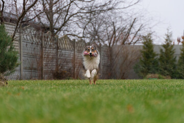 Cute brown red dog sheltie in the garden. Fluffy shetland sheepdog is running and playing with pink toy rope on green grass
