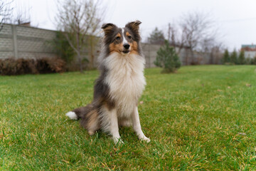 Cute brown red dog sheltie in the garden. Fluffy shetland sheepdog on green grass