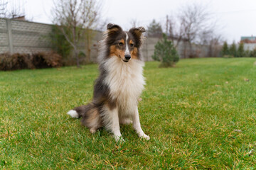 Cute brown red dog sheltie in the garden. Fluffy shetland sheepdog on green grass
