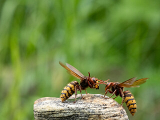 Hornisse (Vespa crabro) Königin