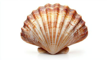Obraz premium Striped seashell, ocean treasure, coastal beauty.