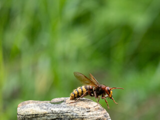 Hornisse (Vespa crabro) Königin