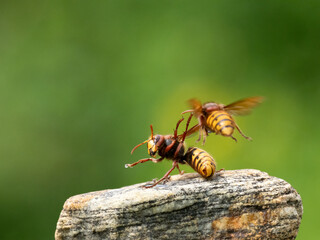 Hornisse (Vespa crabro) Königin
