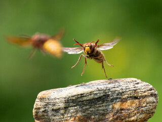 Hornisse (Vespa crabro) Königin