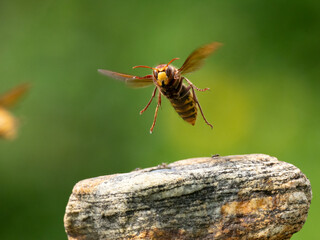 Hornisse (Vespa crabro) Königin