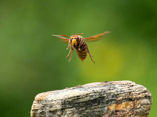 Hornisse (Vespa crabro) Königin