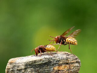 Hornisse (Vespa crabro) Königin